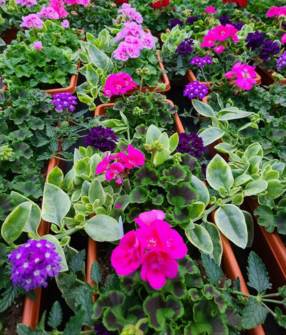 Pink and purple bright specialty flowers for sale in Clifton Park at Sokolowski's Greenhouses