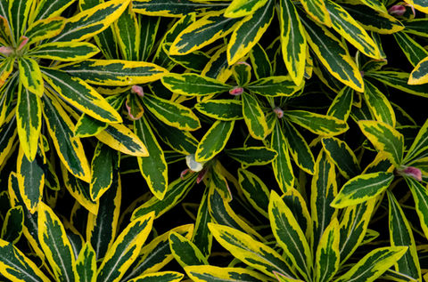 Croton plant and other garden plants at Sokolowski's Greenhouses