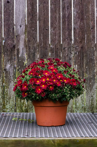 Bright red mum in a pot for sale at Sokolowski's Greenhouses