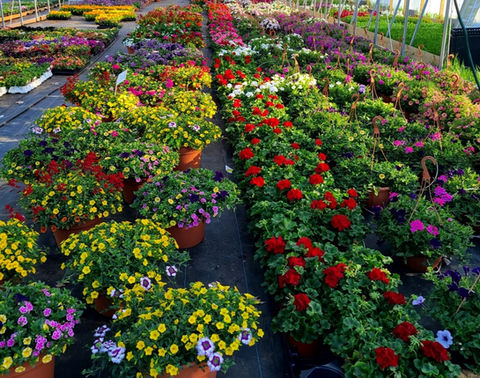 Variety of colorful annual potted plants in Clifton Park at Sokolowski's Greenhouses