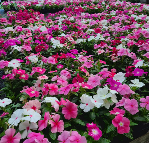 Bright and colorful annual packs and flats available at Sokolowski's Greenhouses
