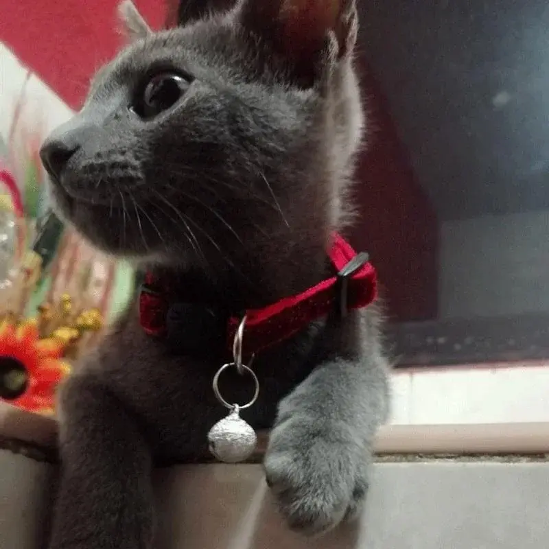 Thumbnail: Cat Collar Pet Cat Collar with Bell Cat Face Collar Safety Buckle Cat 