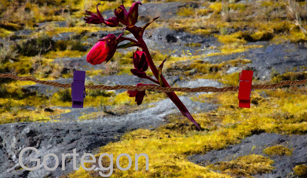 SERIE FLORES DE CIUDAD