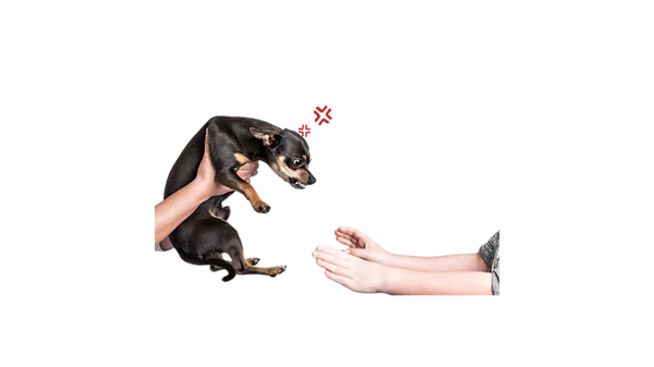 cão bravo