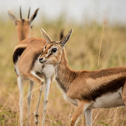 Two gazelles in tall grass
