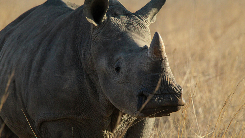 The Top Top 10 Must-See Wildlife Species of East Africa