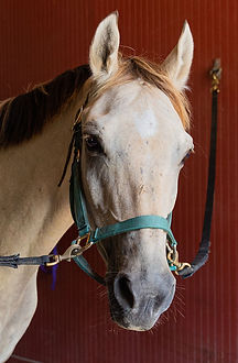 Buckskin