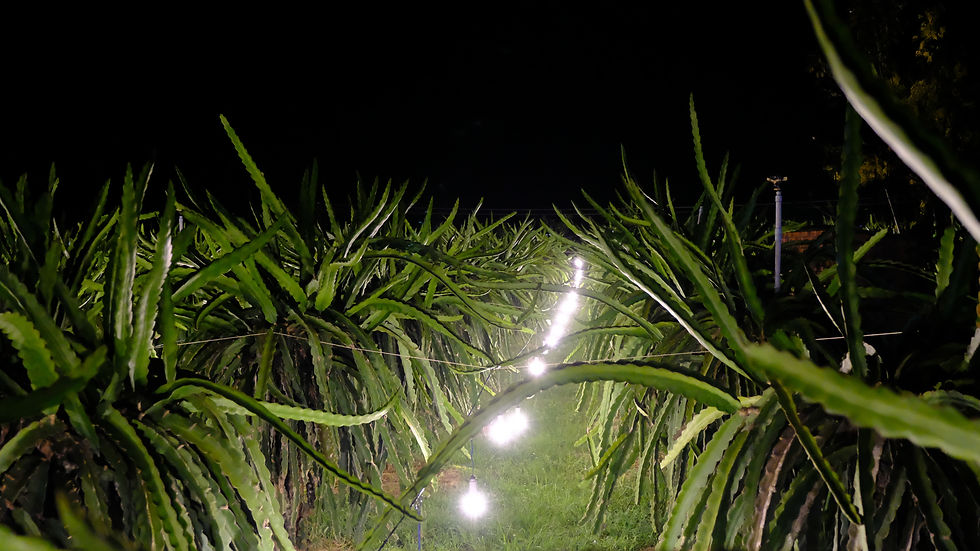 DSCF0542