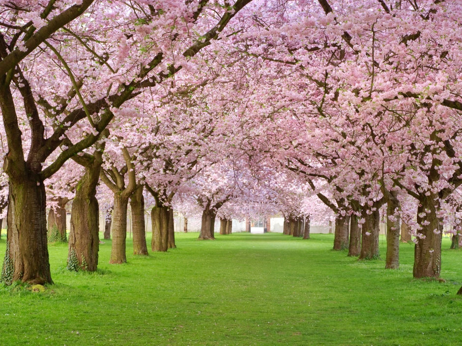 cherry blossom (sakura) trees