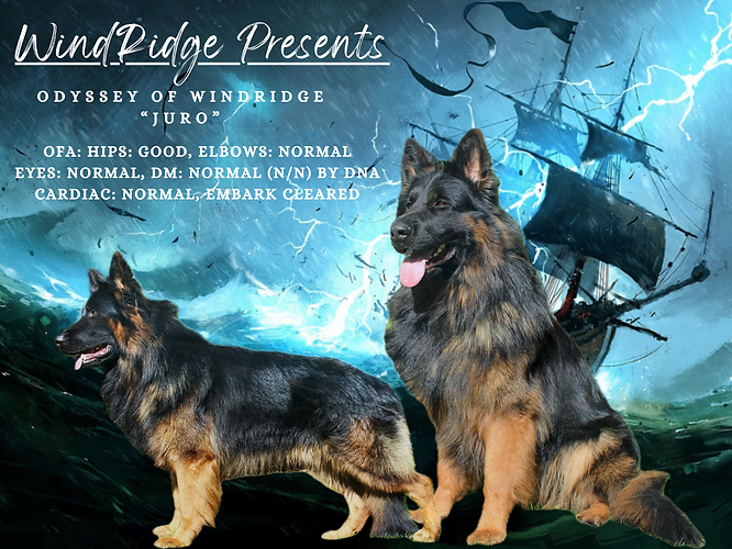 Puppies Windridge GSD