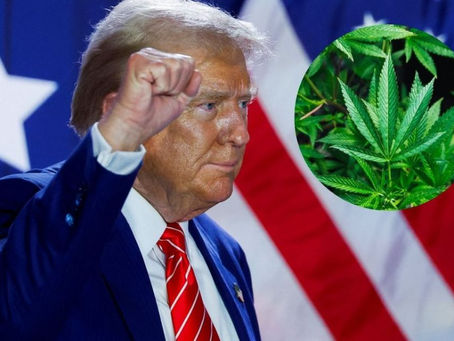 Donald Trump y el cannabis ¿Por qué la industria tiene grandes esperanzas en su regreso