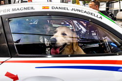 Puppy in the driver seat.