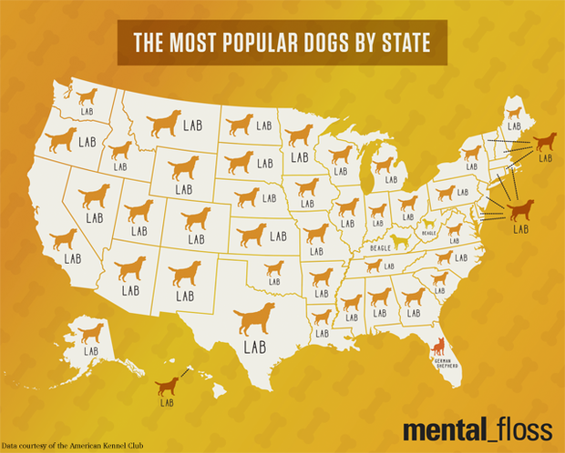 Most popular dogs by State