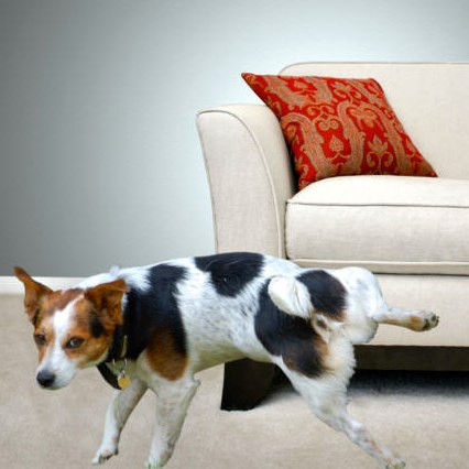 Separation-Anxiety-Blog-Dog-Peeing-in-House-tracywoolery.jpeg