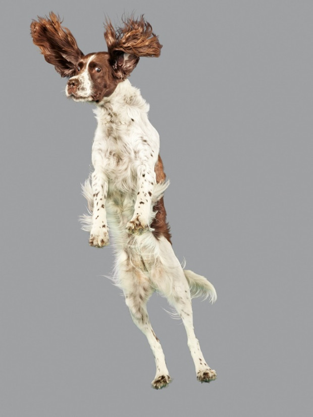 Flying Dogs