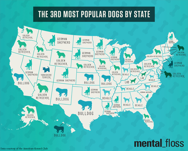 Most Popular Dogs By State