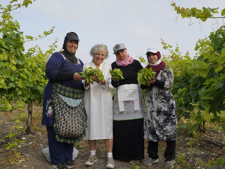 בין עלים צעירים לנשים ותיקות — מפגש בין אנשים, אדמה וזמן