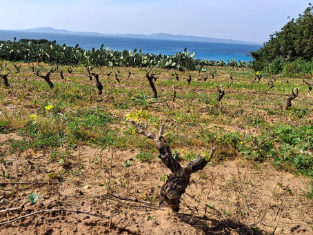 Suolo, Vento, Carignano — Sulcis & Amici