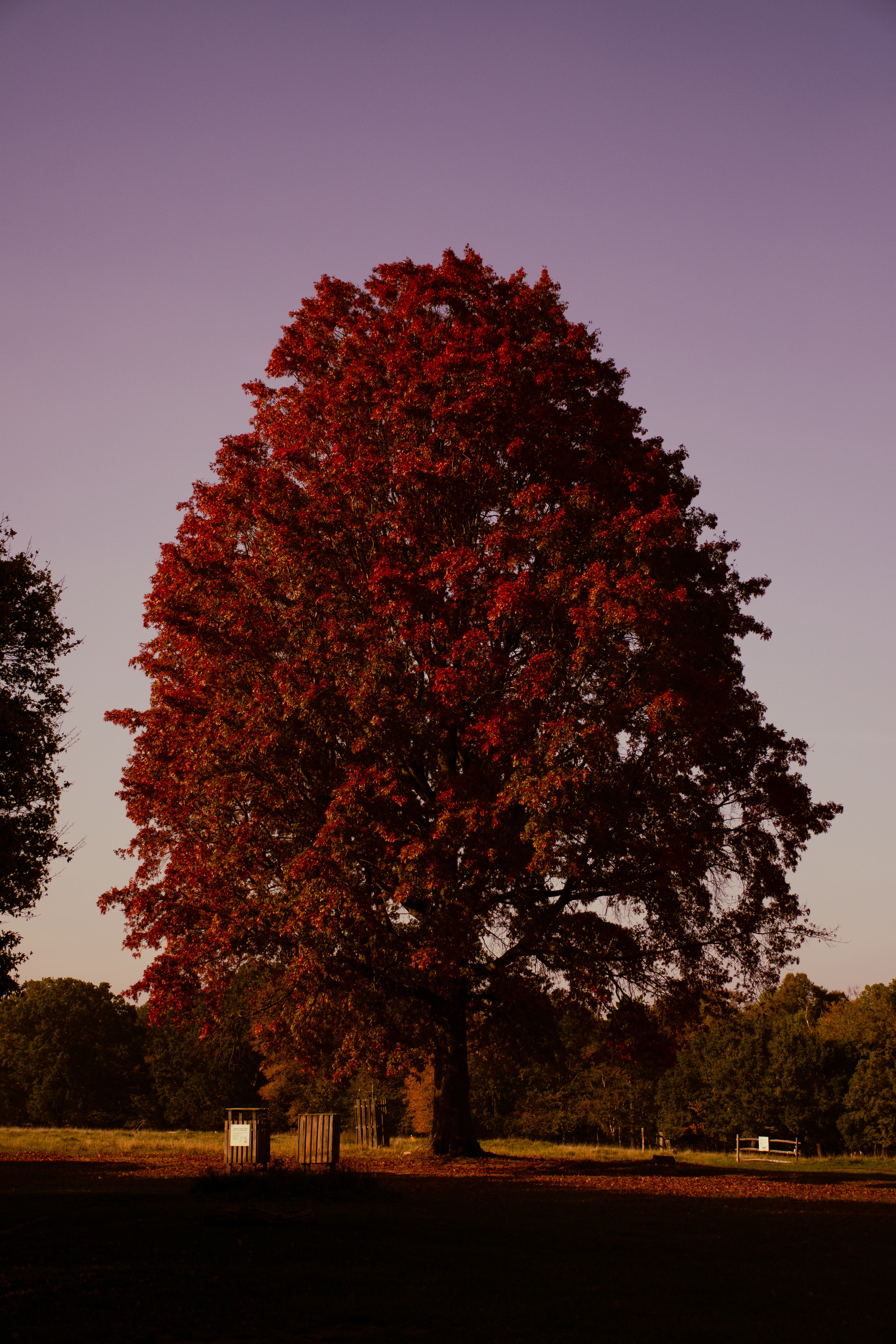 Árvore – Richmond Park — III