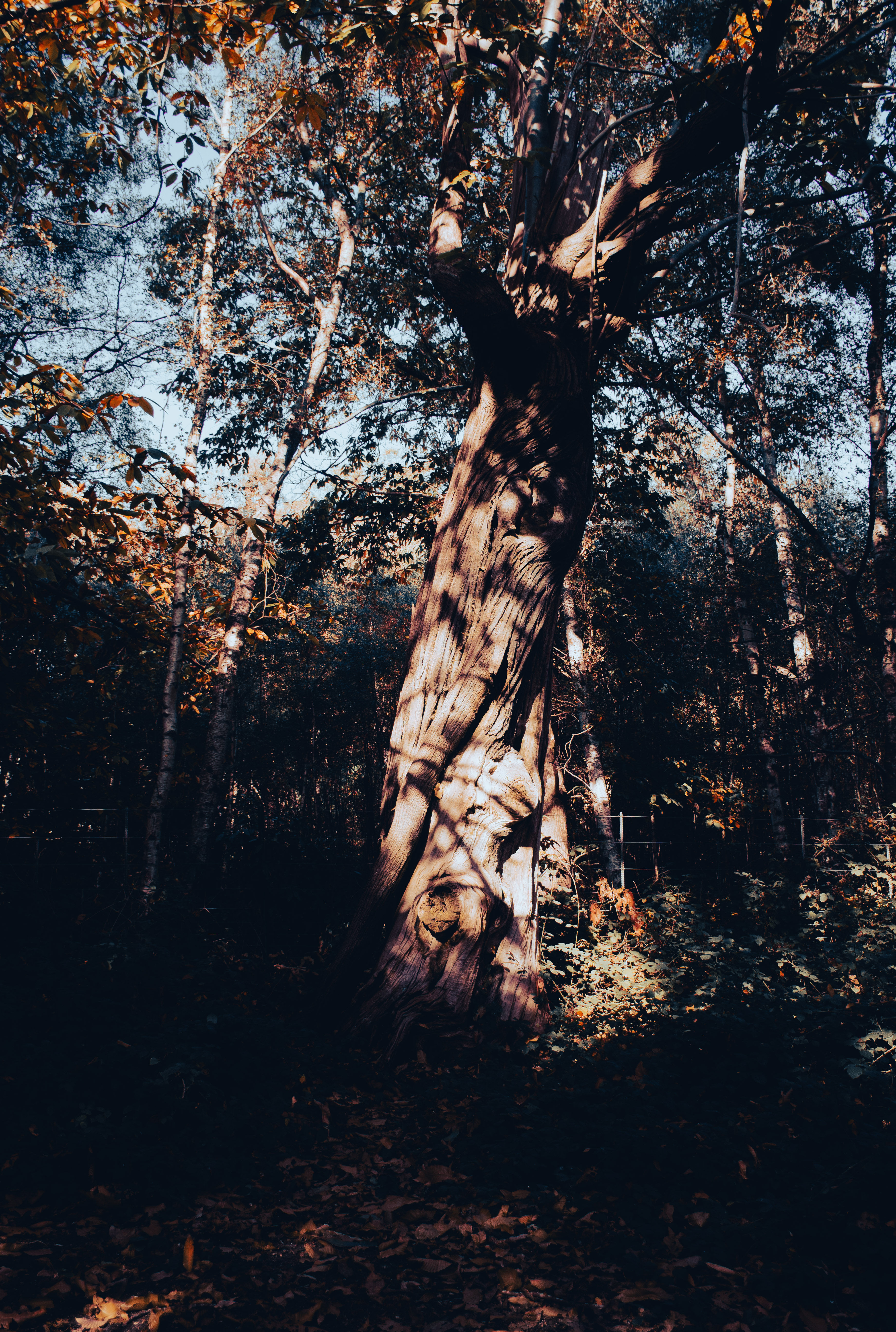 Árvore – Richmond Park — I