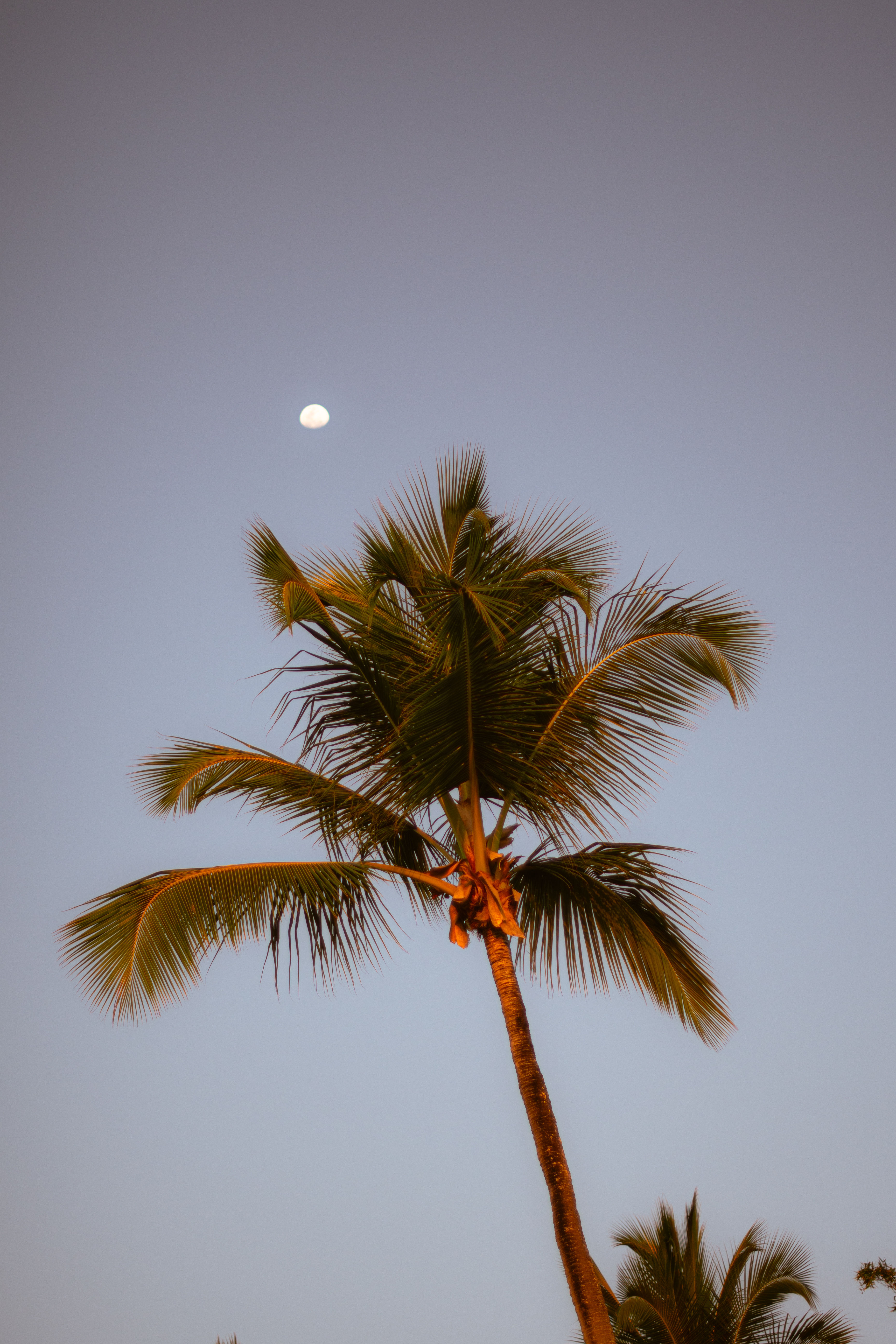 Lua – Ponta do Mutá
