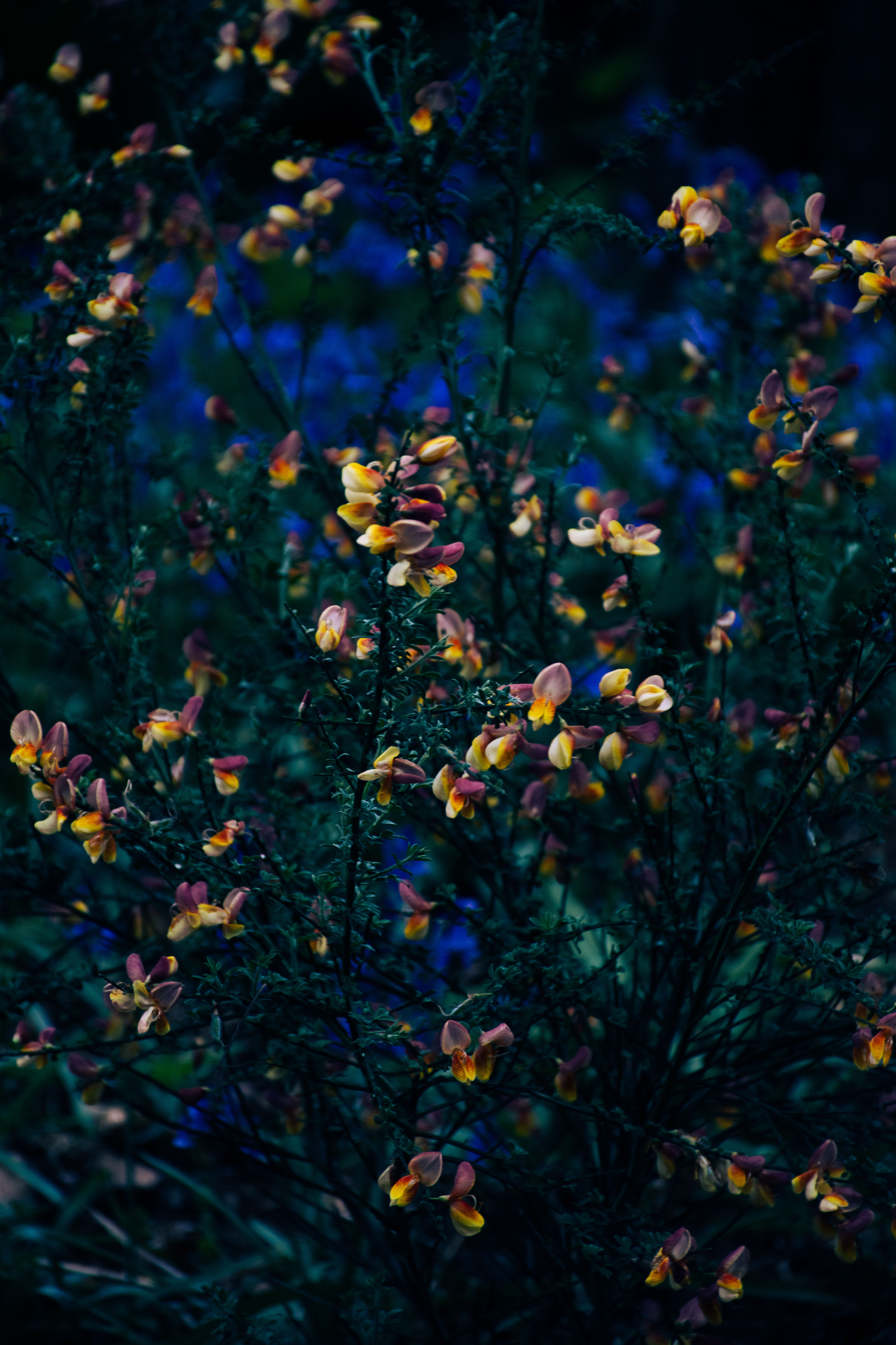 Flores – Richmond Park — V