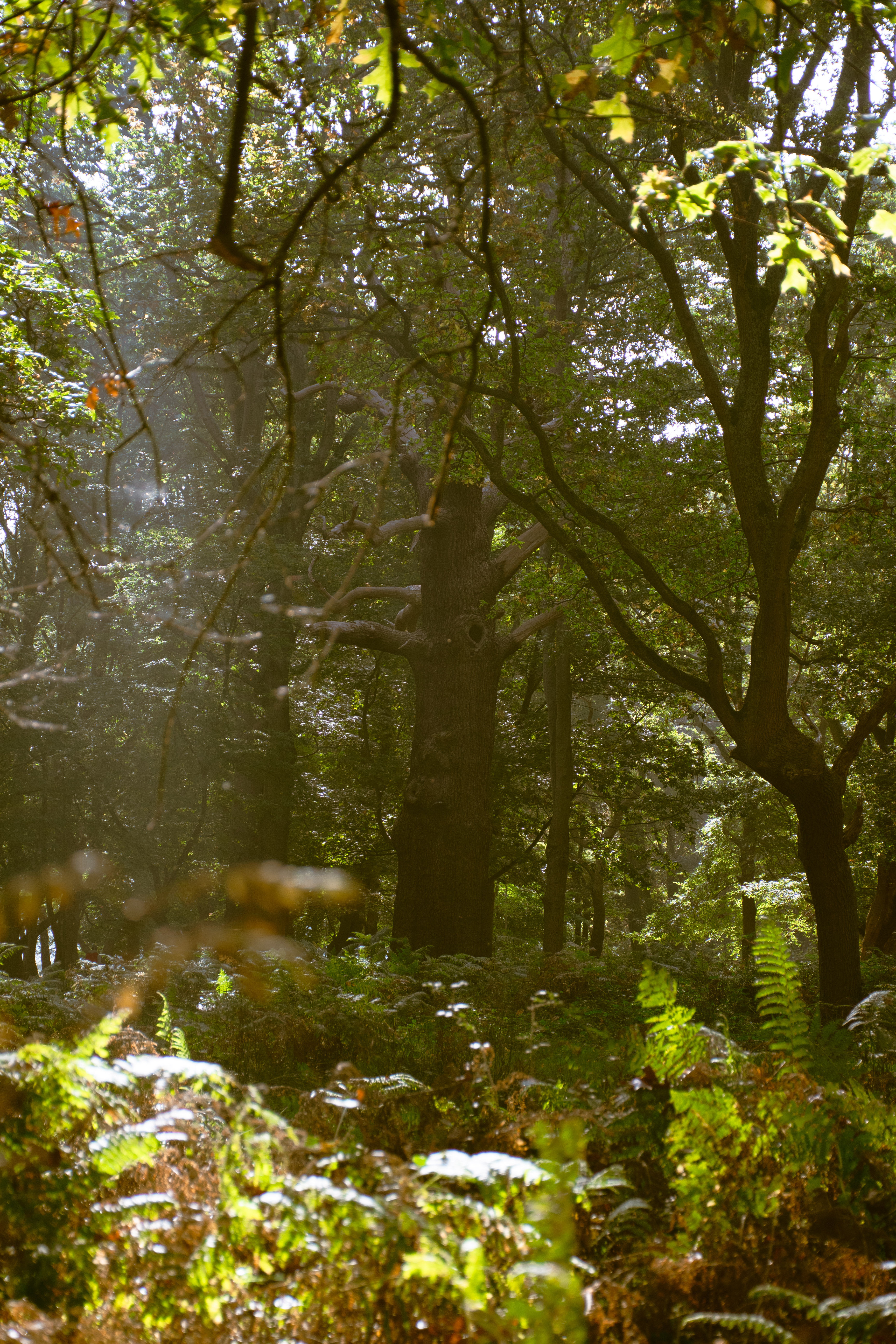Árvore – Richmond Park — V