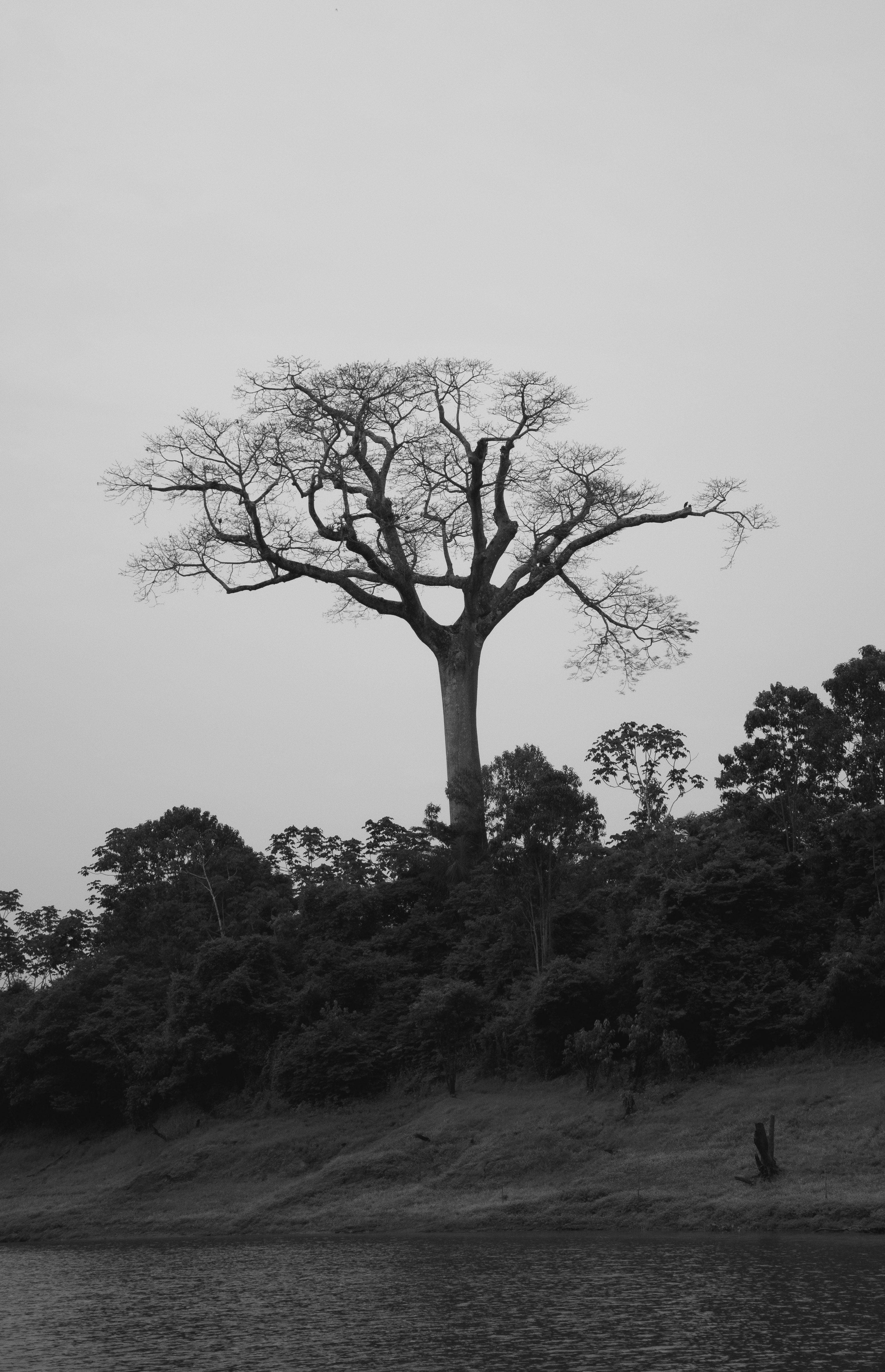 A Árvore que Sustenta o Céu — Edição Limitada