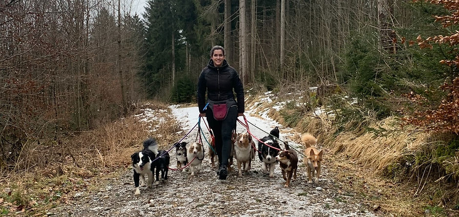 Miniature Australian Shepherd, Mini Aussie, Toy Aussie, Toy Australian Shepherd, Labbi, Labrador Retriever, München, Starnber