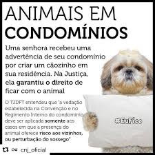Cachorro pode viver em condôminio SIM!