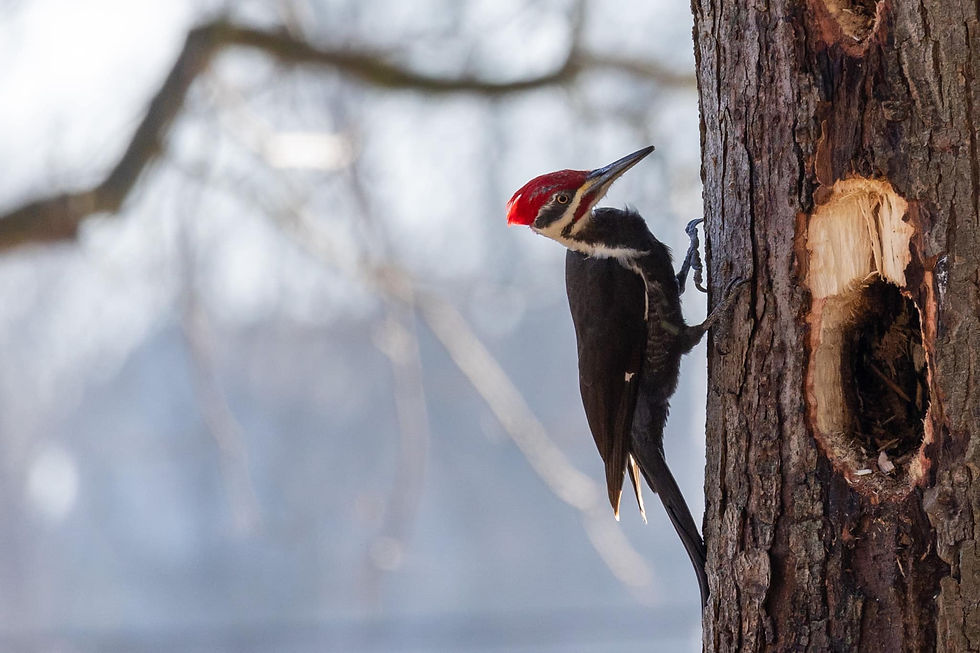 Pileated Woodpecker pecking at old dead tree in Port Stanley