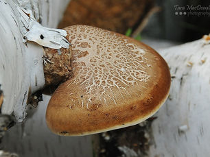 The Mushroom for Gut Health, Immunity, and More: Birch Polypore