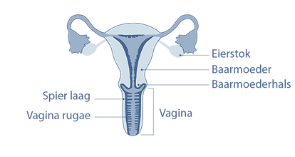 VaginaNL-01.png