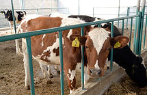 Vacas