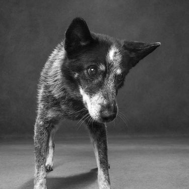 A black and white photo of a dog