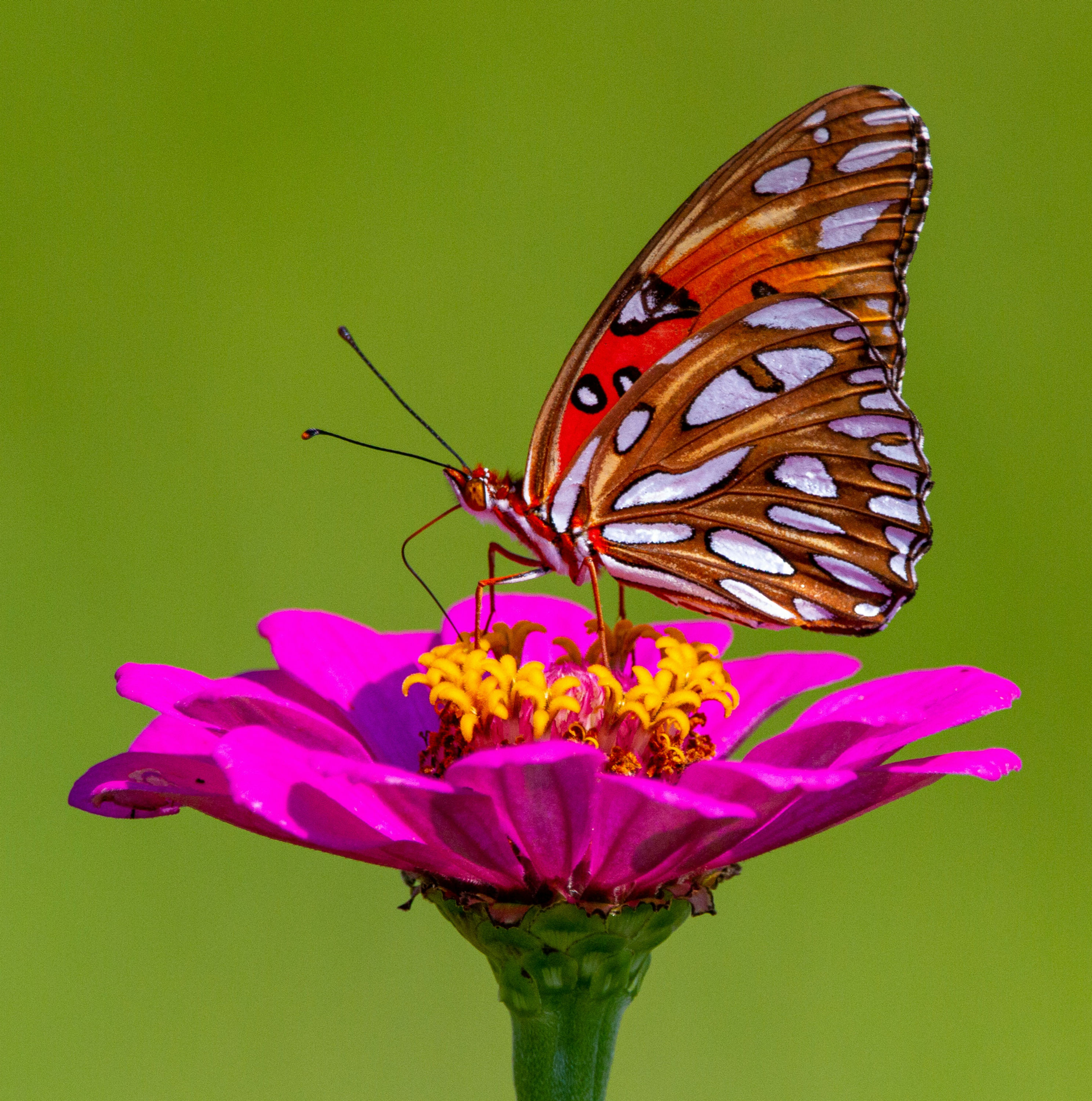 Pollinator Bundle