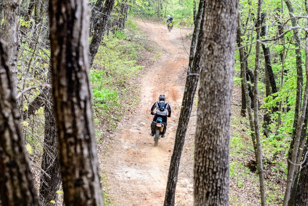 trail view through trees