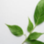 Create an image with a white background and a single green leaf in one corner.jpg