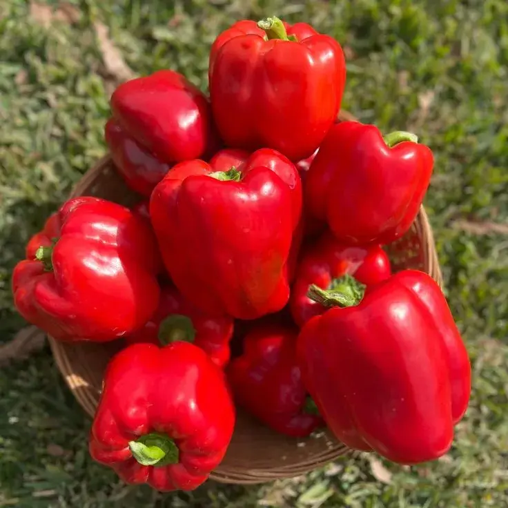 fresh red bell pepper