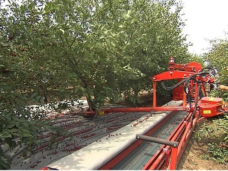 ВОЛГОГРАД\САДЫ ПРИДОНЬЯ.ВИШНЯ ПОШЛА.