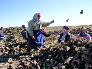 Ростов н\Д.ПОЛЯ ТУТ ТУЧНЫ,А КОЛОС -ПОЛОН...