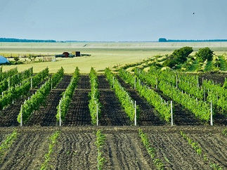 ФОТО ДНЯ Ейск.ВИНОГРАДНУЮ КОСТОЧКУ...