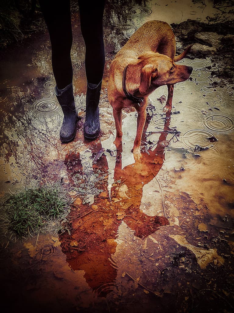 dog_©gabriel_daniel.jpeg