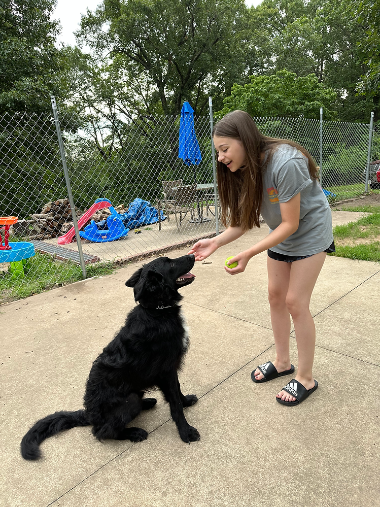 King Style Dog Boarding Dog Boarding in Joplin Joplin, Missouri