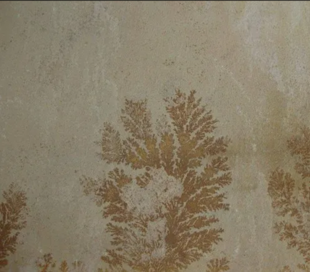 Fossil Mint Sandstone Slabs