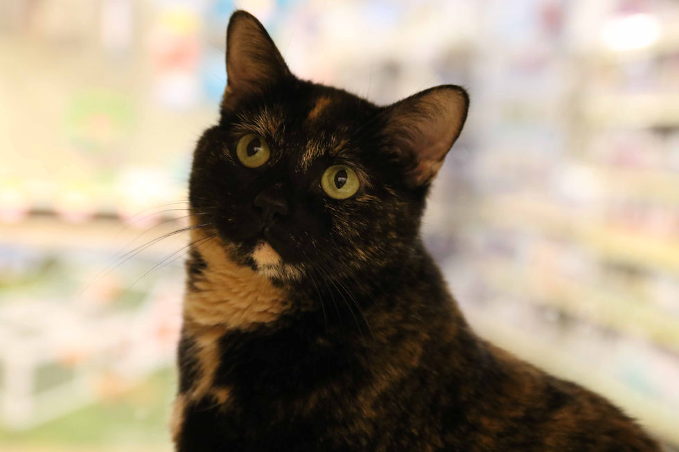 Torti 2