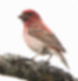 Purple finch