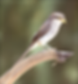 Yellow-billed Shrike