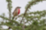 Rosy-patched Bushshrike
