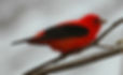 Scarlet Tanager